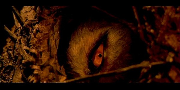beast eye beast eye